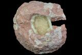 Fluorescent Calcite Geode In Sandstone - Morocco #72868-1